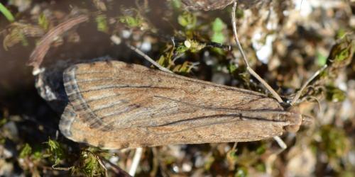 Nomophila noctuella